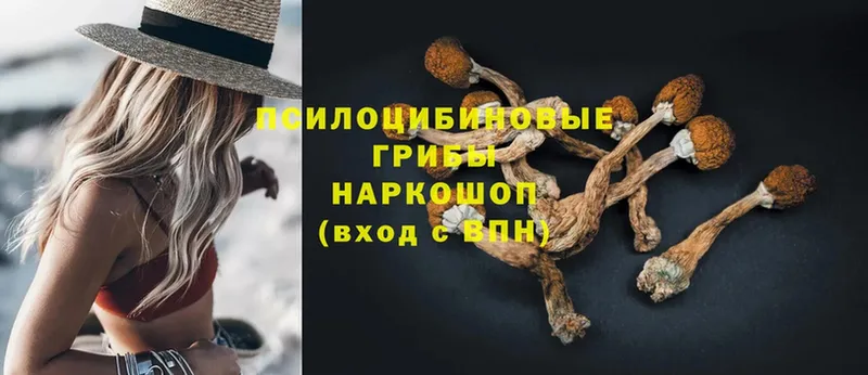 Галлюциногенные грибы Psilocybe  Кирсанов 